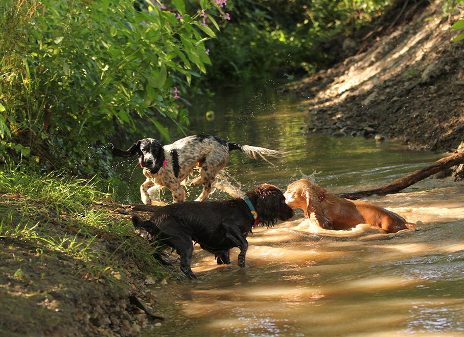 Three spaniels playing in a stream